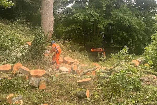 Stump Grinding Peak District