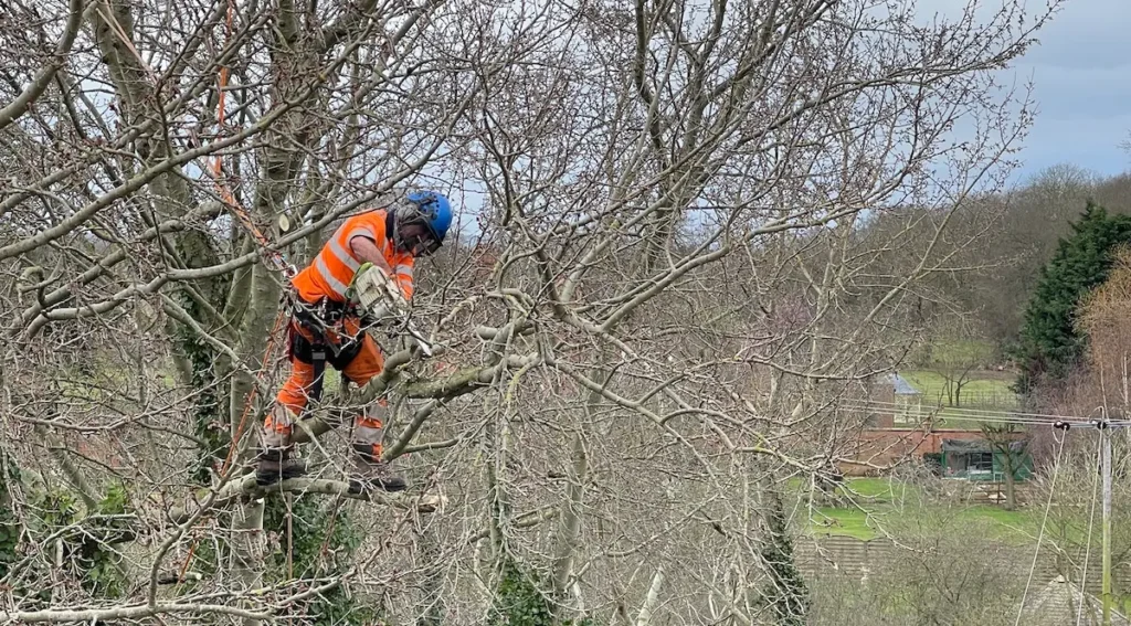 Tree Cutting by Professional Tree Surgeons Peak District